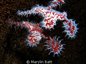 pair of Ghost Pipefish at dusk by Marylin Batt 